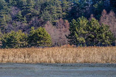 Plants growing on field by trees in forest