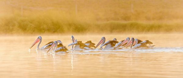 Flock of pelicans swimming on river 