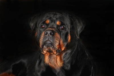 Rottweiler posing for camera