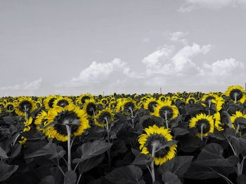 Sunflowers blooming on field against sky