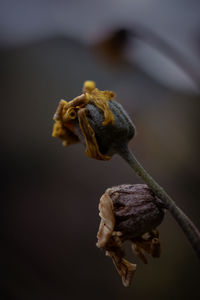 Close-up of grasshopper on flower