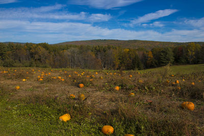 Brattleboro, vermont pumpkin patch in the fall