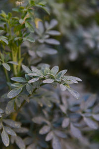 plant