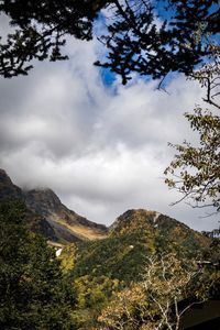 Low angle view of trees on mountain against sky