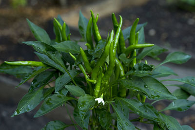 Close-up of fresh green plants in water