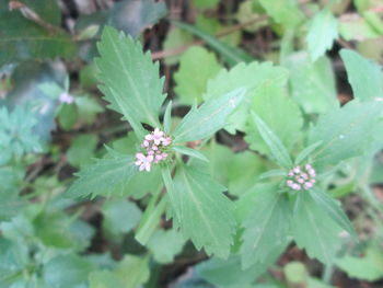 Close-up of flowers blooming outdoors