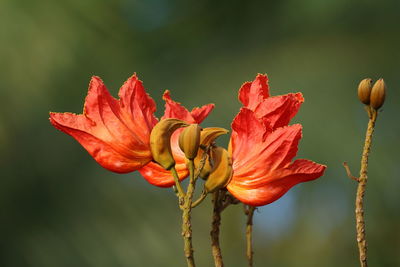 Close-up of day lily blooming outdoors