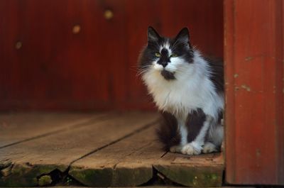 Portrait of cat sitting outdoors