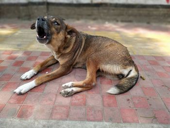 High angle view of dog resting on footpath