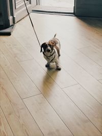 Dog sitting on hardwood floor