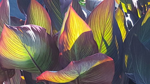 Close-up of leaves on wall