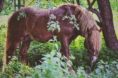 Horse standing in a field