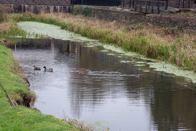 View of ducks swimming in lake