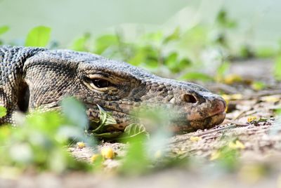 Close-up of lizard on field