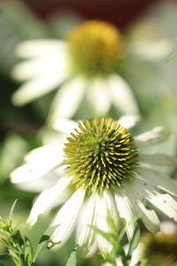 Close-up of white flower