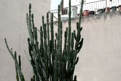 Close-up of cactus plant against wall