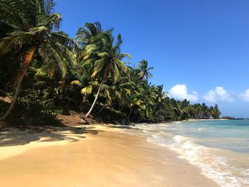 Palm trees on beach against sky