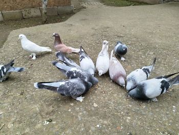 High angle view of birds in water