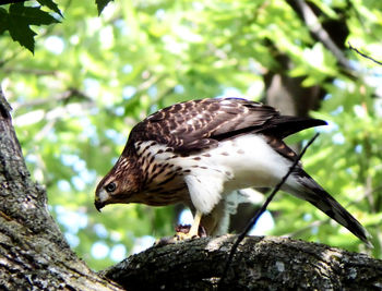 Close-up of bird perching on tree