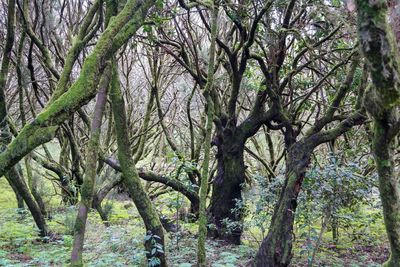 Trees in forest