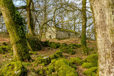 Trees in forest