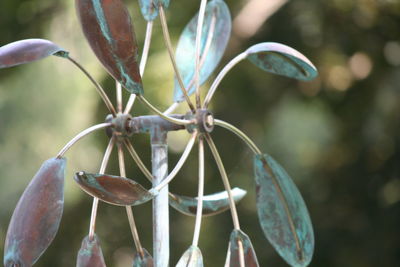 Close-up of flowers against blurred background