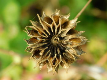 Close-up of wilted plant