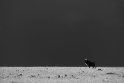 Mono blue wildebeest on horizon beneath stormclouds