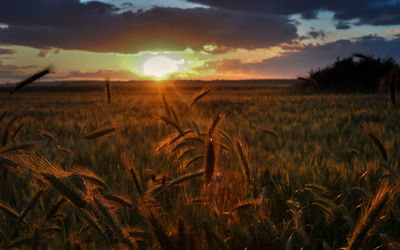 Scenic view of field against sky during sunset