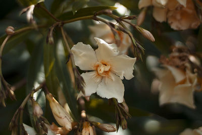 Close-up of white flowering plant