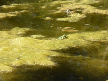 Full frame shot of fish in lake