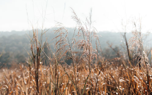 Close-up of stalks in field against sky