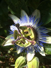 Close-up of passion flower blooming outdoors