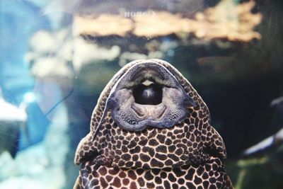 Close-up of sea animal