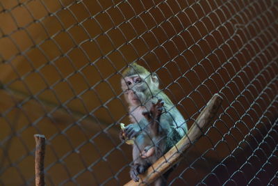 Close-up of monkey in cage