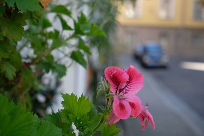 Close-up of pink flowering plant