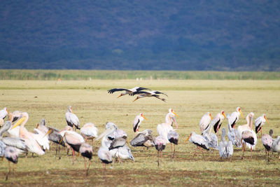 Flock of birds on field