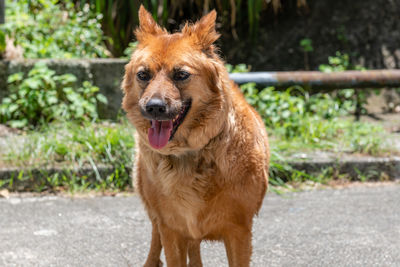 Portrait of dog standing outdoors