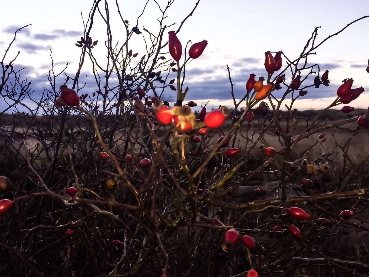 BERRIES ON TREE