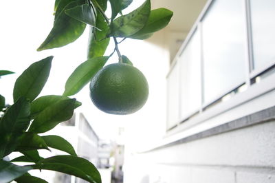 Low angle view of fruits growing on tree