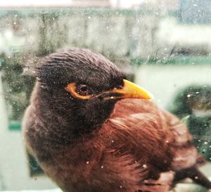 Close-up of a bird