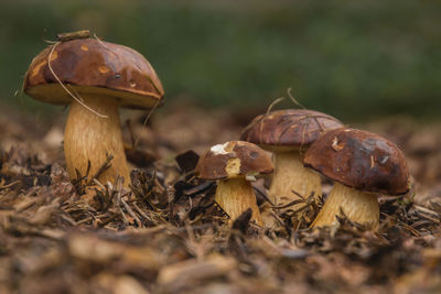 Close-up of mushrooms