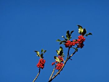 Low angle view of flowers against blue sky