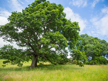 Low angle view of trees against sky