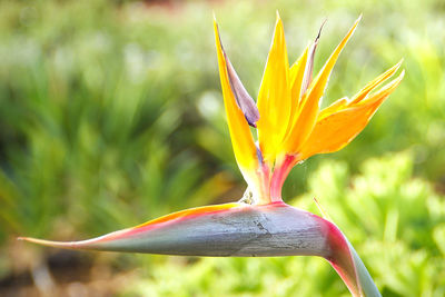 Close-up of yellow flowering plant