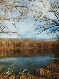 Reflection of bare trees in lake