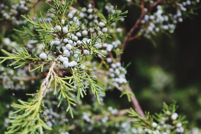 Close-up of plant against blurred background