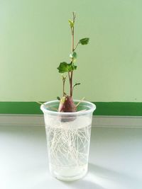 Potted plant on table at home