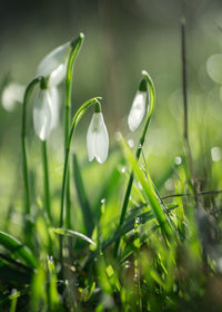 Close-up of white flowering plant on field