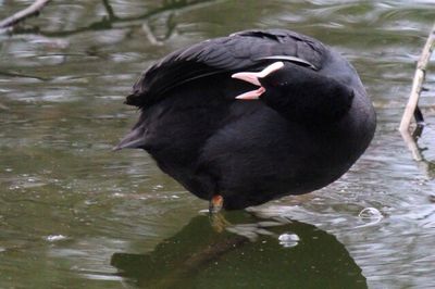 Close-up of duck in lake